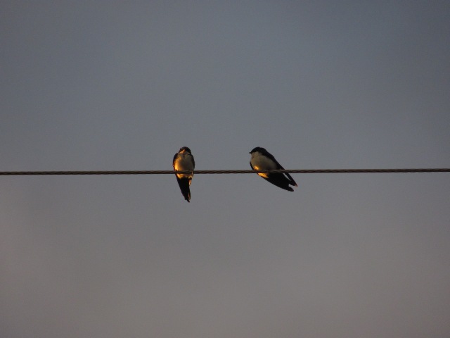 Passarinhos_Carrancas